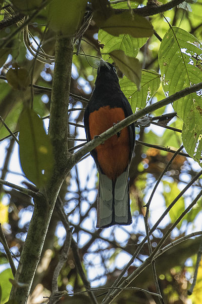 File:Baird's Trogon - Rio Tigre - Costa Rica MG 8754 (26612304301).jpg