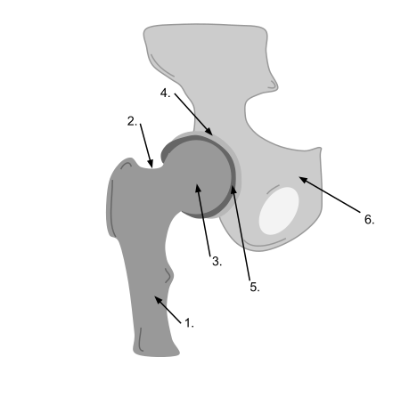 Fail:Ball_and_Socket_Joint_(Hip_joint).svg