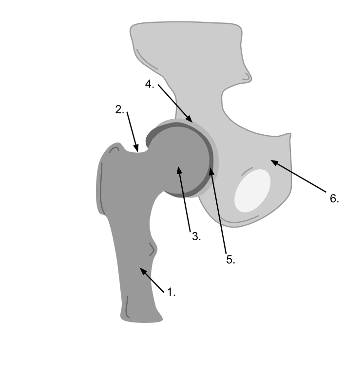 Hip Dislocation And Post Operative Care In Cats Vca Animal Hospital