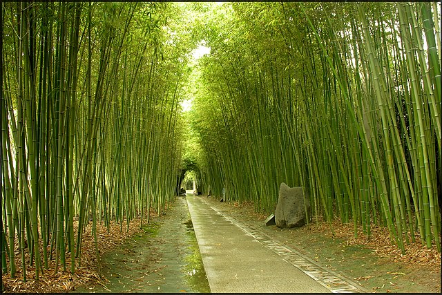 640px-Bamboo_Forest,_Longhua_Martyr's_Cemetery,_Shanghai_-_panoramio.jpg (640×427)