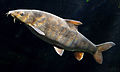 Kaulinių žuvų (Osteichthyes) klasės rūšis - paprastasis ūsorius (Barbus barbus)