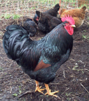 Barnevelder Cock.png