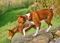 A pair of red Basenjis