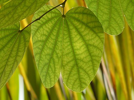 Bauhinia purpurea (2744986882).jpg