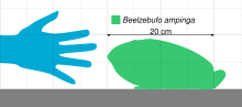 Size comparison of Beelzebufo Beelzebufo Scale V2.svg