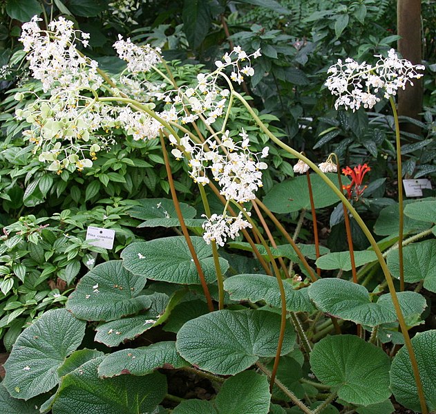 File:Begonia acida Blüte.jpg