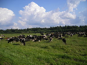 Cattle in Shumilino district, Belarus Belarus Cattle.JPG