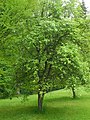 image=https://commons.wikimedia.org/wiki/File:Bergpark_Wilhelmshöhe_-_Baum_306b_2019-05-27.JPG