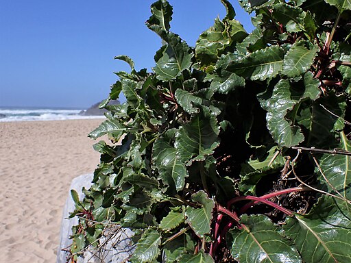 Beta vulgaris subsp. maritima kz05