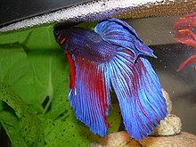 Betta splendens male with bubble nest.jpg