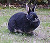 Big Silver Marten rabbit breed.jpg