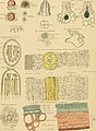 Biological atlas- a guide to the practical study of plants and animals (1881) (20184969169).jpg