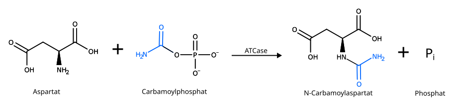 Biosynthese von N-Carbamoylaspartat.svg