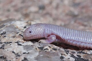 The Mexican mole lizard, also commonly known as the five-toed worm lizard, ajolote, or simply as Bipes, is a species of amphisbaenian in the family Bipedidae. The species is endemic to the Baja California Peninsula. It is one of four species of amphisbaenians that have legs.