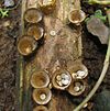 Bird's nest fungi - context.jpg