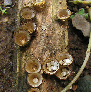 Bird's nest fungi - context.jpg