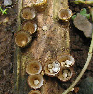Nidulariaceae Family of fungi