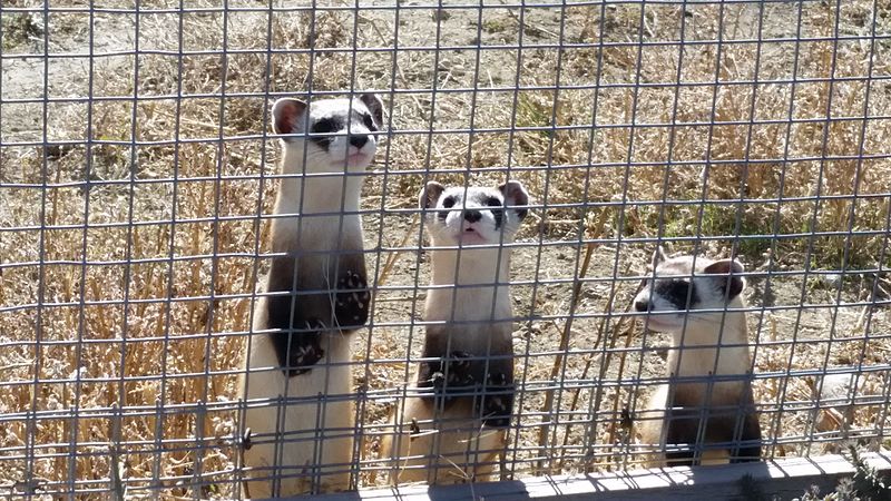 File:Black-footed Ferrets in Preconditioning Pens (15357667047).jpg