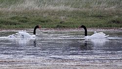 Black-necked Swan (Cygnus melancoryphus)with chicks (15955750045).jpg