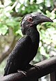 * Nomination: An female adult Black Hornbill (Anthracoceros malayanus). --GerifalteDelSabana 02:58, 25 June 2018 (UTC) * * Review needed