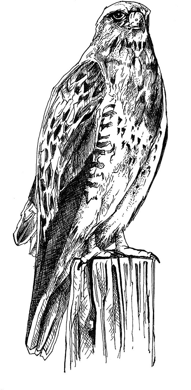 Public Domain Clip Art Image, Sketchpad, with drawing of a bird, ID:  13550826612701