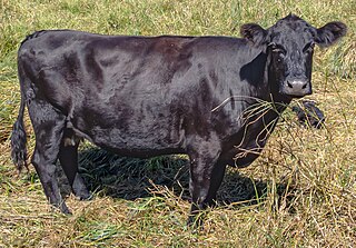 <span class="mw-page-title-main">American Angus</span> American breed of beef cattle