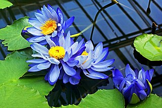 <i>Nymphaea gigantea</i> Species of water lily