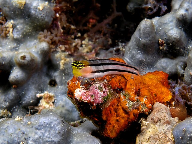 File:Blenny_komodo.jpg