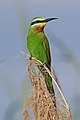 Blue-cheeked bee-eater (Merops persicus persicus) Zimbabwe.jpg