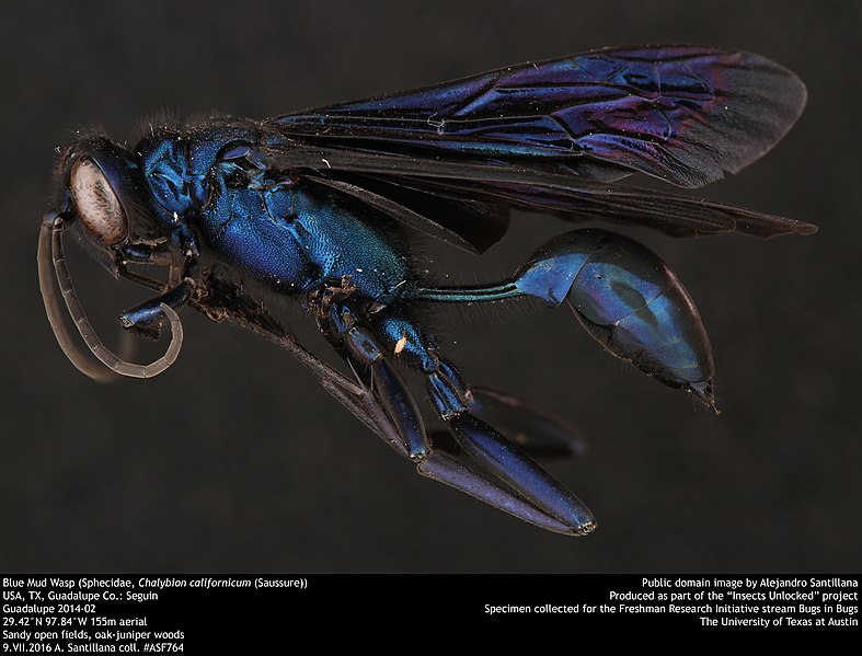 File:Blue Mud Wasp (Sphecidae, Chalybion californicum (Saussure)) (35961474770).jpg