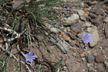 Blue flax (Linum lewisii) plant