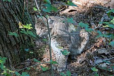 Bobcat (Lynx rufus).jpg