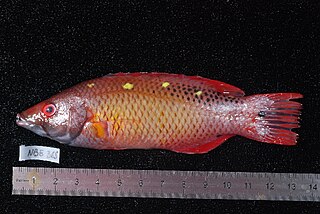 Dianas hogfish Species of fish