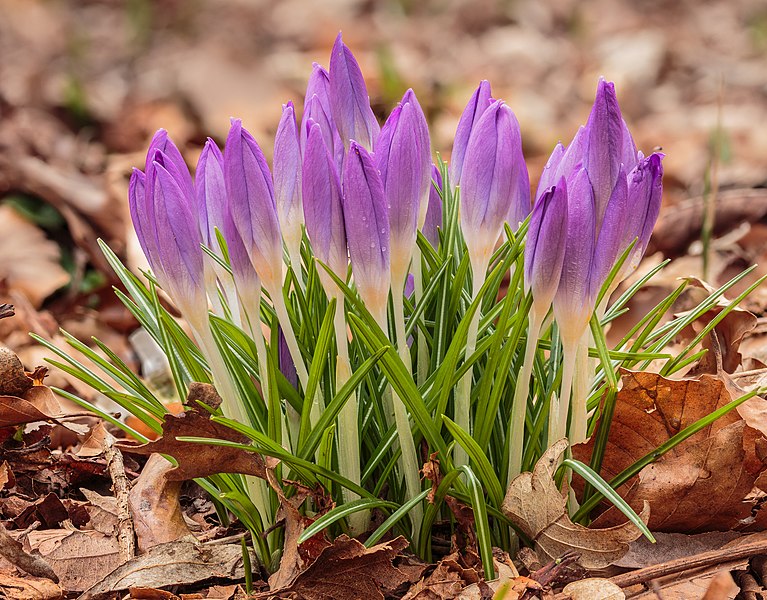 File:Boerenkrokus (Crocus tommasinianus) 27-02-2021 (actm.) 02.jpg