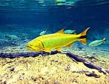 A golden dorado in Bonito, Pantanal, Brazil (four superficially similar Brycon hilarii in the background, a species mimicked by juvenile golden dorados) Bonito-2.JPG