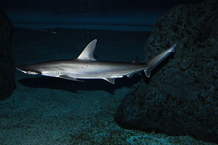 Bonnethead shark.jpg