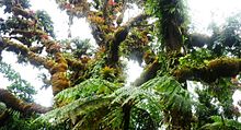 Un dettaglio della foresta pluviale sull'isola