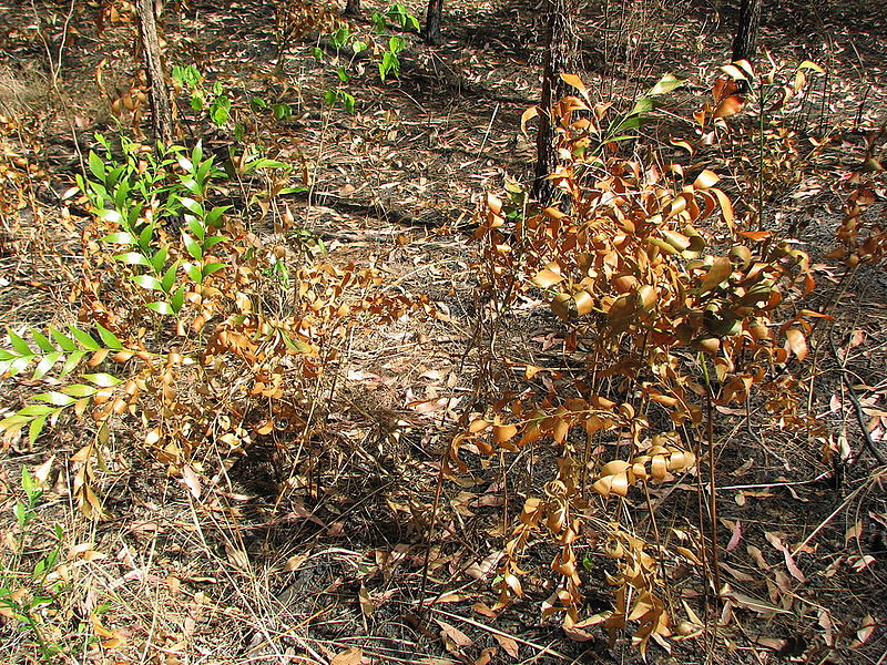 File:Bowenia Lake Tinaroo 4.JPG