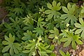 Bowlesia tropaeolifolia (3434051684).jpg