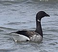 Brant or Brent goose