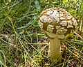 * Nomination: Amanita regalis in "Fichtelseemoor" nature reserve --Plozessor 03:32, 14 May 2024 (UTC) * * Review needed