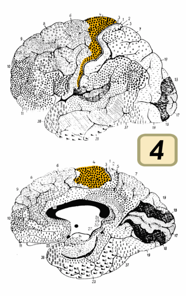 File:Brodmann Cytoarchitectonics 4.png