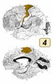 ブロードマンの脳地図における4野。一次運動野と同一視される。