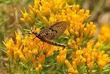 Коричневый дракон Mayfly (Ephemera simulans) на желтом каучуковом кролике, кисть Seedskadee NWR (14847301213) .jpg