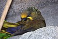 Brown Lory (Chalcopsitta duivenbodei) -2.jpg