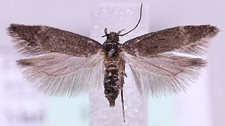 <i>Bryotropha similis</i> Species of moth