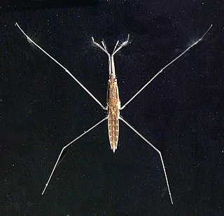 <i>Aquarius najas</i> Species of true bug