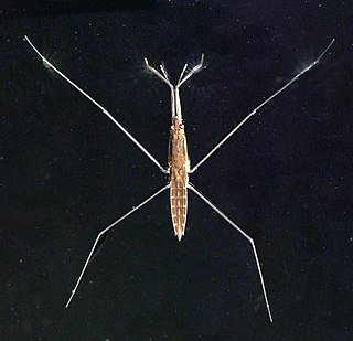 <i>Aquarius</i> (bug) Genus of true bugs