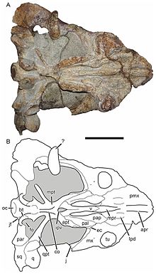 Holotype skull of Bulbasaurus viewed from below Bulbasaurus-5.jpg