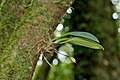 Bulbophyllum scabratum